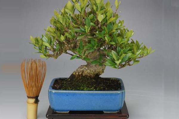 Gardenia bonsai upper pot