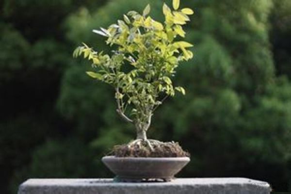 Potted Wisteria