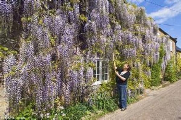 potted Wisteria