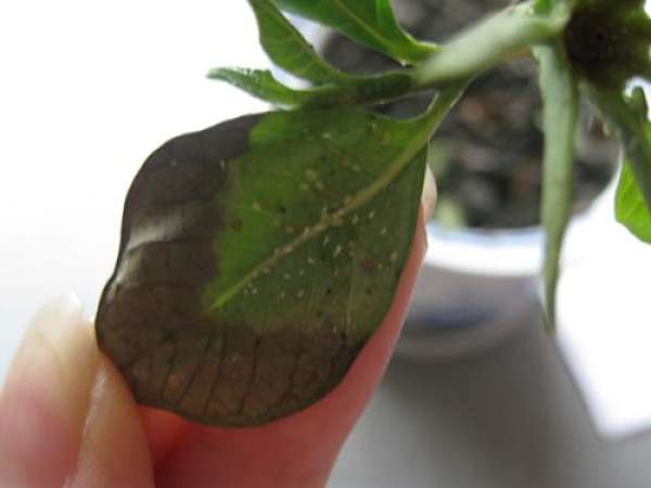 Gardenia pest - Spider