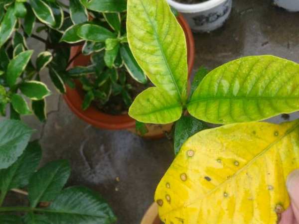 Gardenia leaf spot