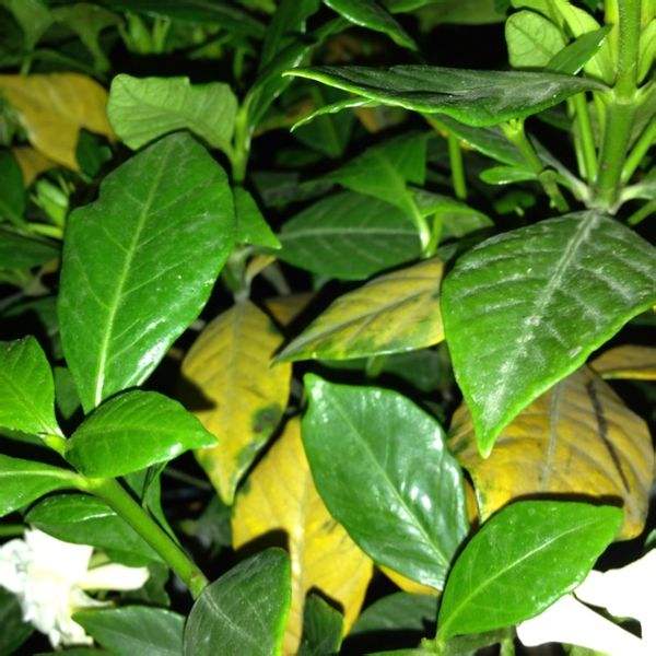 Gardenia leaf spot