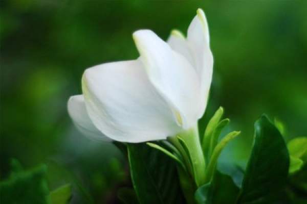 Gardenia transplant method