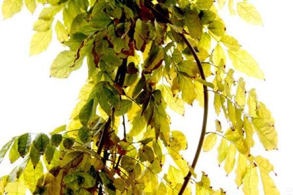 Wisteria yellow leaf