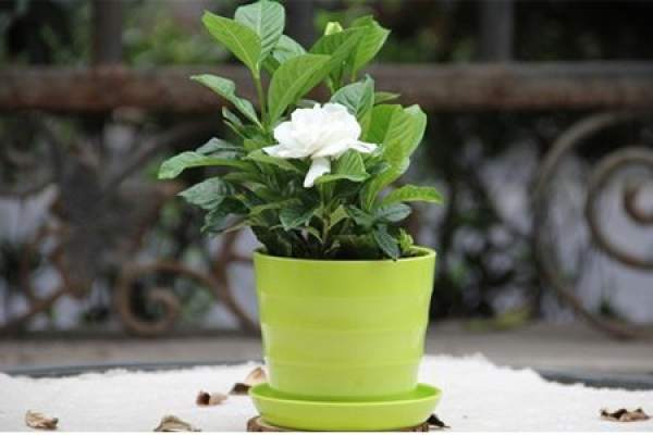 Gardenia needs reasonable fertilization