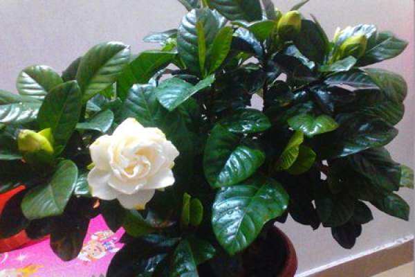 Gardenia needs reasonable fertilization