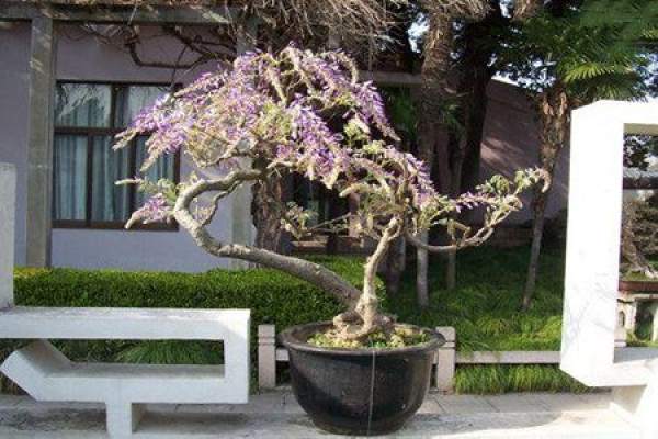 Picture of potted Wisteria