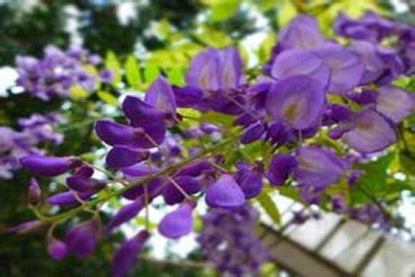 picture of potted Wisteria
