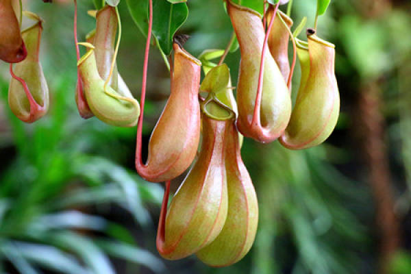 A picture of a pitcher plant trap