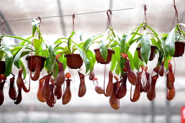 Nepenthes after watering pictures Nepenthes after watering pictures