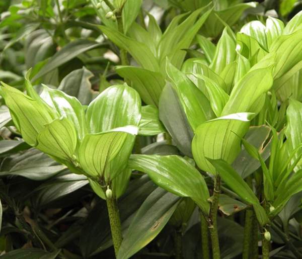 Cause of yellow leaves of Polygonatum odoratum