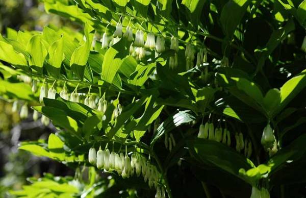 cause of yellow leaves of Polygonatum odoratum