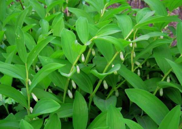 Polygonatum odoratum planting environment