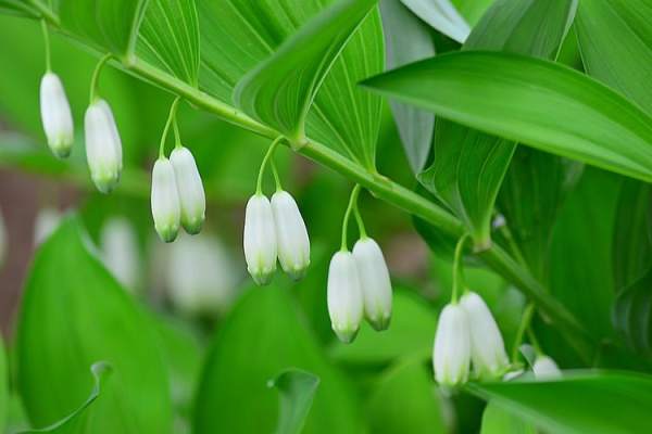 Polygonatum odoratum planting environment