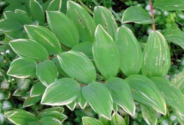 Leaf spot of Polygonatum odoratum