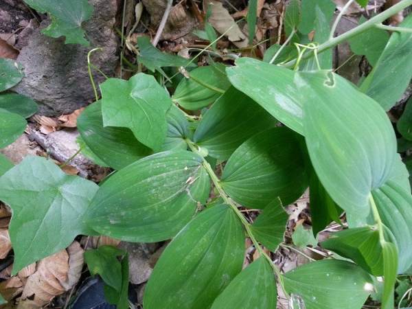 Leaf spot of Polygonatum odoratum