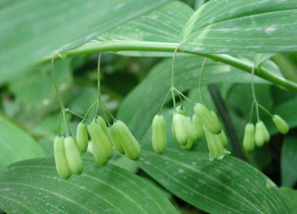 leaf spot of Yuzhu