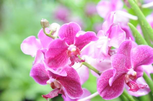 Vanda needs water to grow.