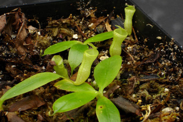 A picture of Nepenthes bidentata