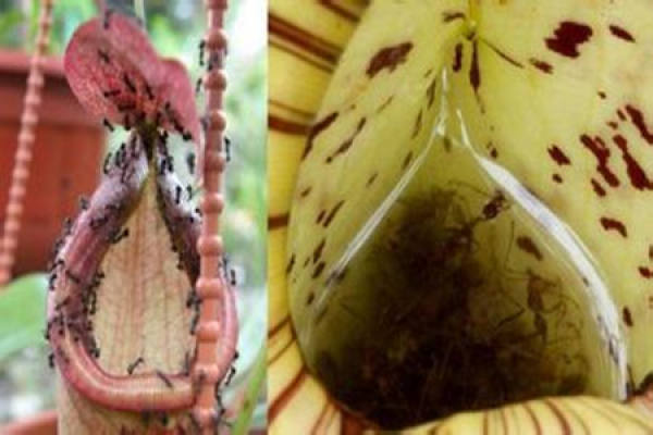 Pitcher plant insect-catching back