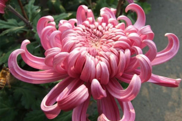 Chrysanthemums need plenty of water.