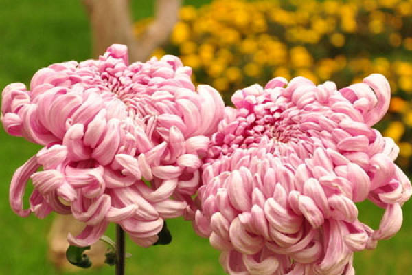 The chrysanthemums are watered too much.