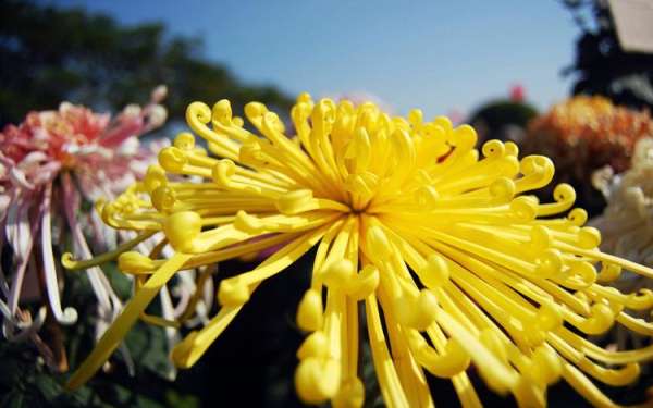 chrysanthemum water too much