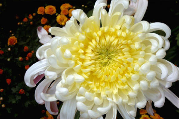 Chrysanthemum fertilize method