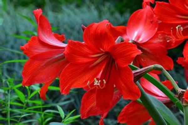 A picture of an amaryllis in bloom