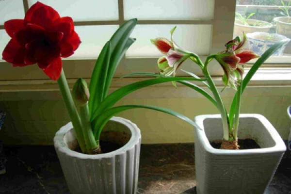 A picture of amaryllis soil