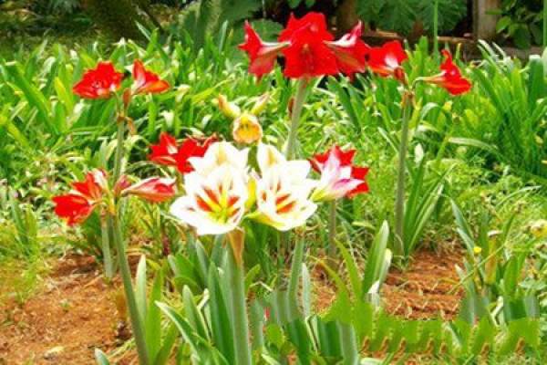 A picture of amaryllis soil