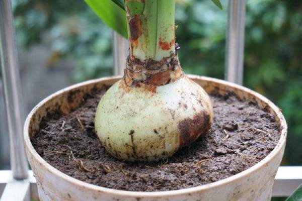 A picture of amaryllis soil