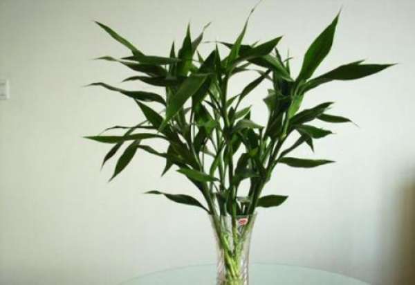 the function of umbrellas (water palm bamboo) J in purifying water quality
