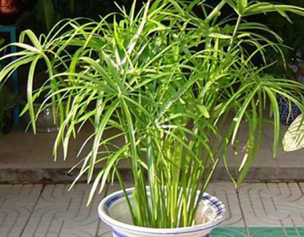 Umbrella grass soil culture method
