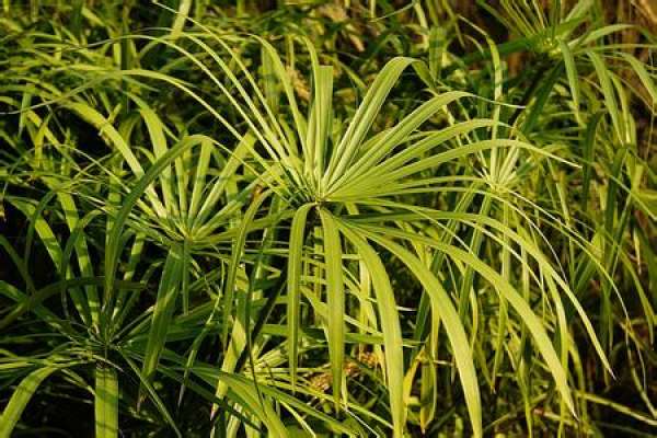 Umbrella grass soil culture method