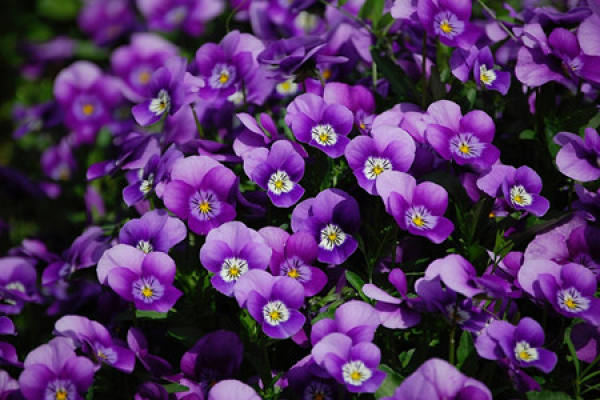 Iris japonica