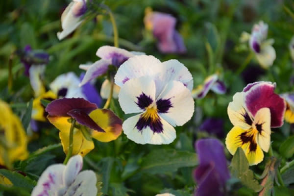 reproduction method of iris