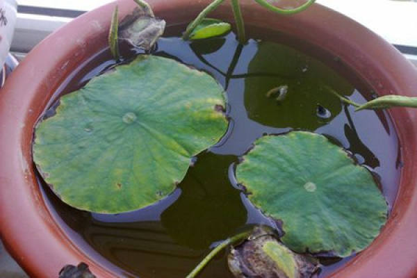 Picture of lotus black spot disease