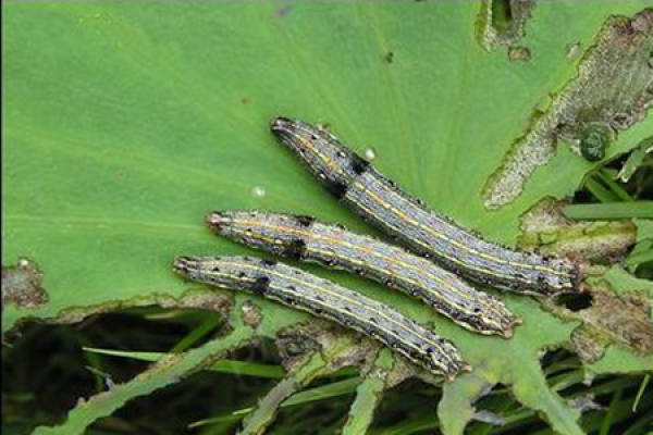 Picture of lotus black spot disease