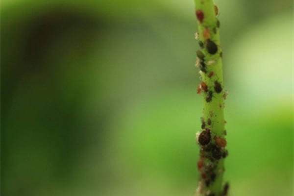 picture of lotus black spot