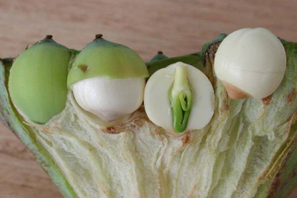 Pictures of lotus seeds