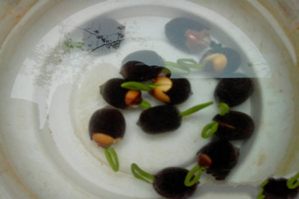 Pictures of lotus seeds