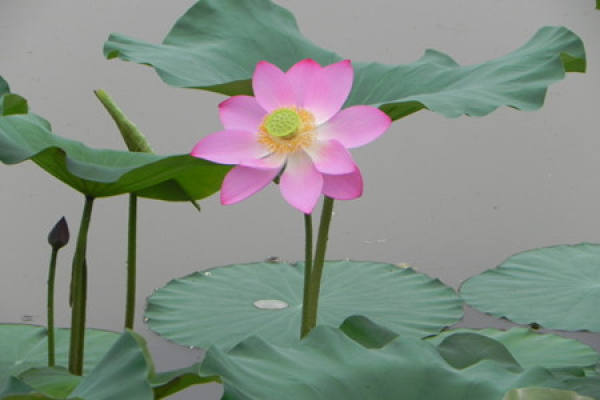 picture of lotus seed