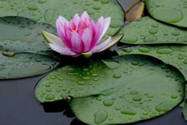 A picture of a lotus