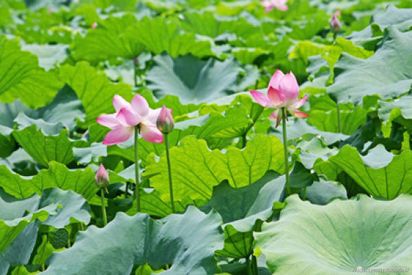 A picture of a lotus