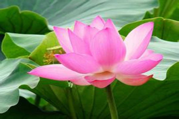 picture of lotus