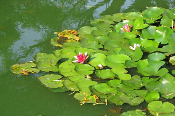 picture of lotus