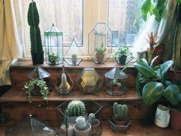 four seasons care of cactus