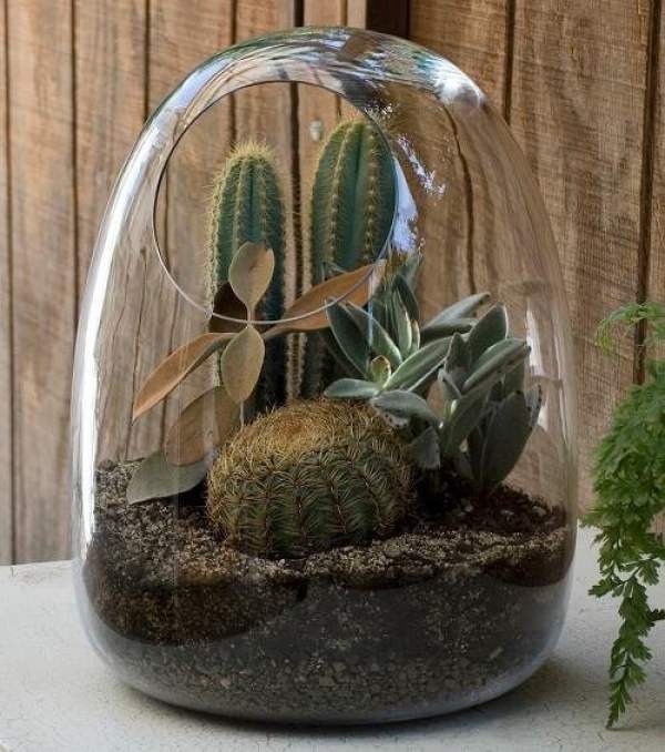 four seasons care of cactus