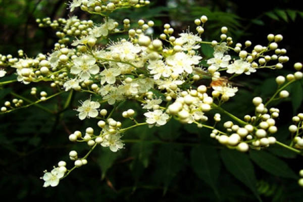 cultivation techniques of Sorbaria